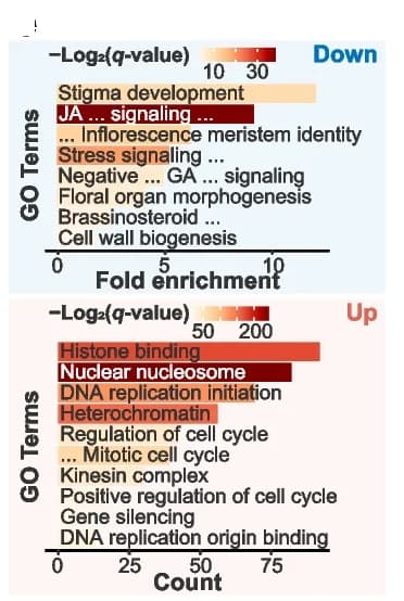 Open access visualization of Bar Plot, GO Enrichment, Genes, Downregulation, Upregulation