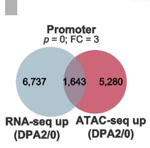 Open access visualization of Venn Diagram, Genes, Upregulation, Chromatin Accessibility