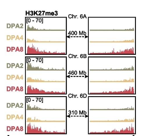 Open access visualization of Line Plot, H3K27me3, Histone Modification, Embryogenesis