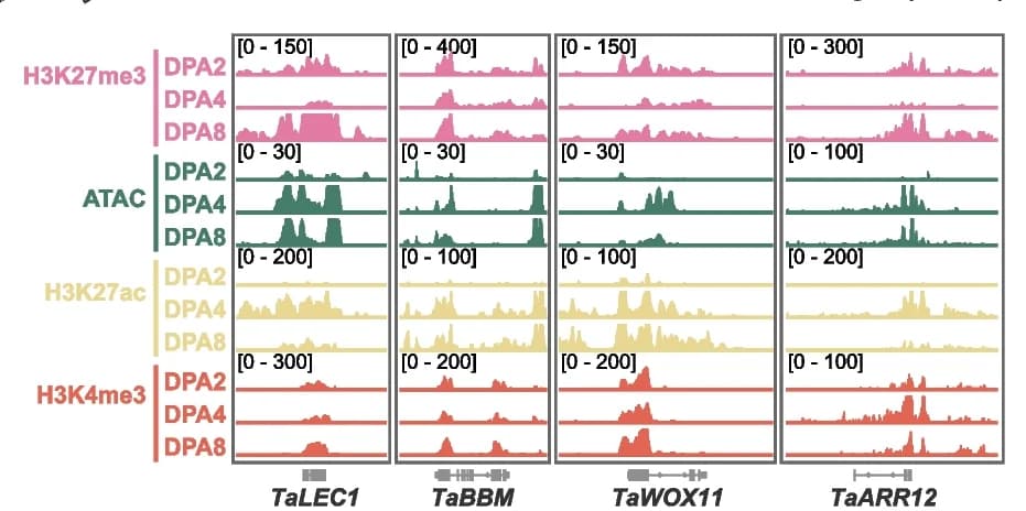 Open access visualization of Line Plot, Density Plot, Histone Modification, Chromatin Accessibility, Genes