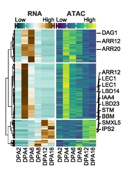 Open access visualization of Heatmap, Clustered, Chromatin Accessibility, Gene Expression, H3K27me3