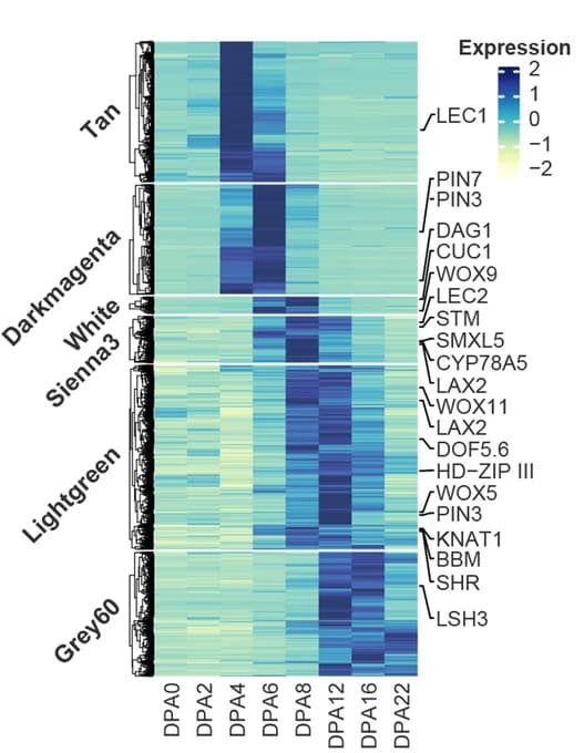 Open access visualization of Heatmap, Clustered, Expression Heatmap, Key Modules Genes, Embryogenesis