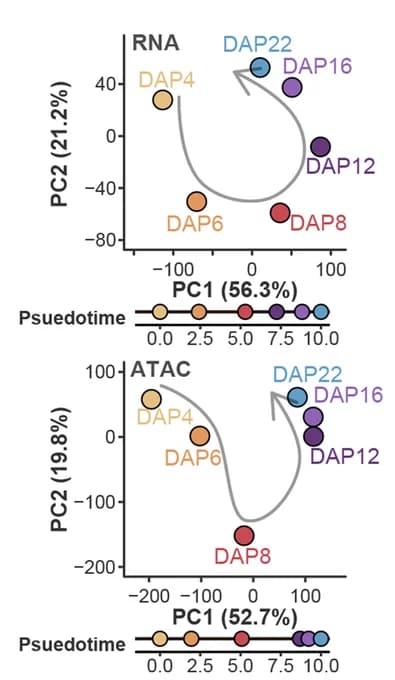 Open access visualization of Scatter Plot, PCA, Line Plot, PCA Trajectories, Gene Expression