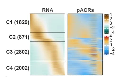 Open access visualization of Heatmap, Temporal Genes, pACRs, Expression Profiles, Gene Clusters
