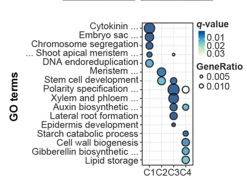 Open access visualization of Bubble Plot, GO Enrichment, Transcription Factors Enrichment, Gene Clusters