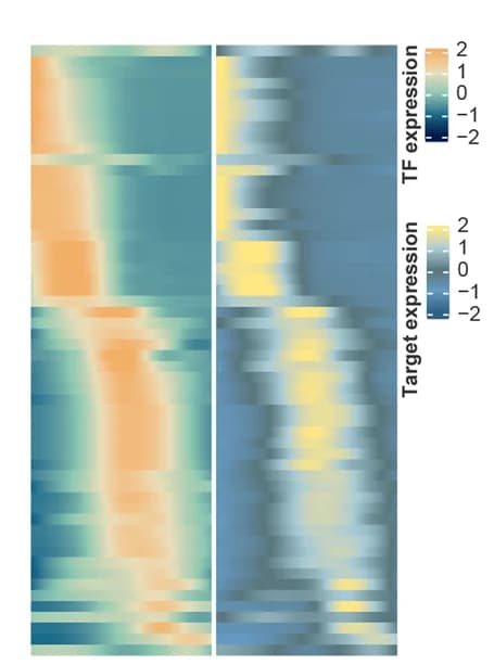 Open access visualization of Heatmap, Transcription Factors, Target Genes