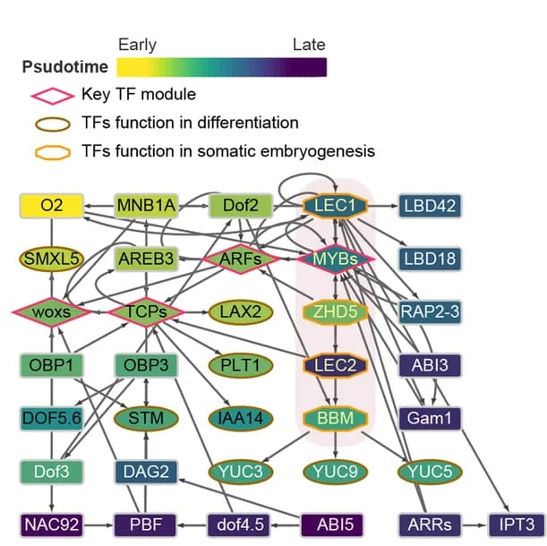 Open access visualization of Pathway, Gene Regulatory Networks, Transcription Factors, Embryonic Patterning, Gene Expression