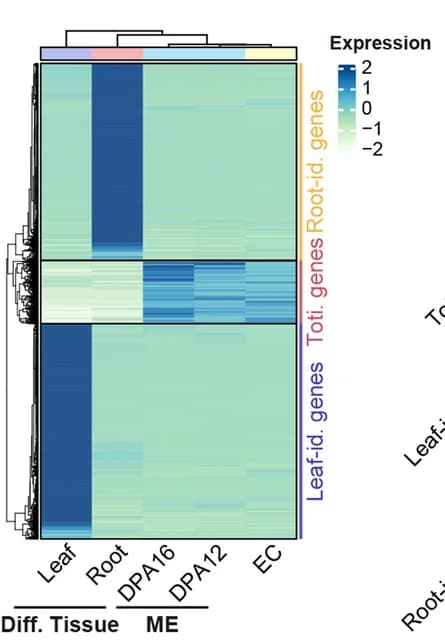 Open access visualization of Heatmap, Clustered, Gene Expression, Organ Identity, Totipotent Genes