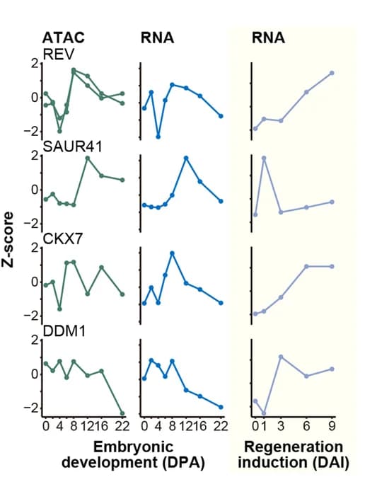 Open access visualization of Line Plot, Chromatin Accessibility, Gene Expression, Regeneration Genes, Wheat Embryogenesis
