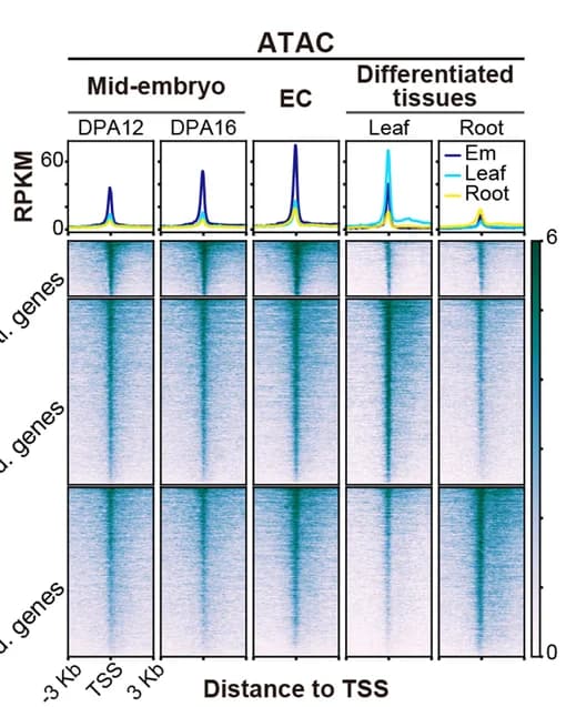 Open access visualization of Heatmap, Line Plot, Luciferase Reporter Assay, Transcriptional Activation, TaWRKY75