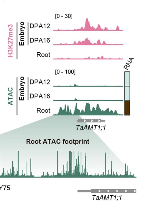 Open access visualization of Line Plot, Density Plot, H3K27me3, Chromatin Accessibility, Root Identity Gene