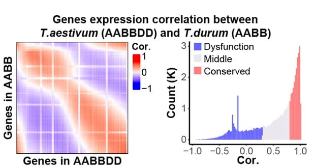 Open access visualization of Heatmap, Histogram, Gene Expression, Hexaploid Wheat, Pearson Correlation