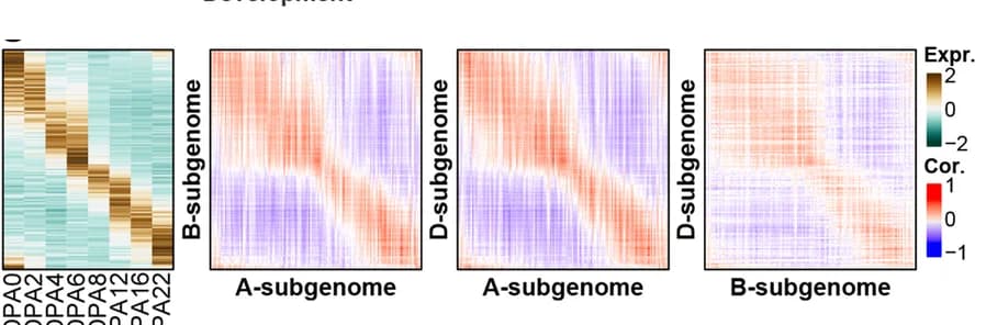 Open access visualization of Heatmap, Clustered, Homoeologs Expression, Hexaploid Wheat, Subgenomes