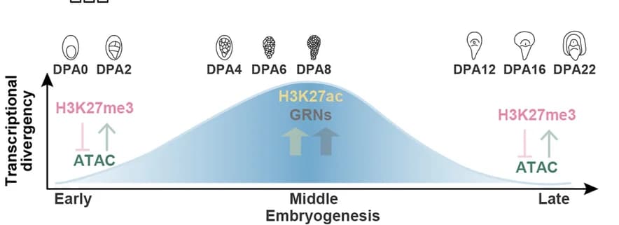 Open access visualization of Line Plot, Transcriptional Divergence, Wheat Embryogenesis, Histone Modification, Chromatin Accessibility