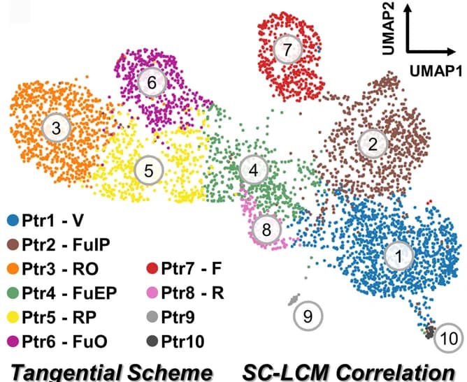 Open access visualization of UMAP, Scatter Plot, Cell Clusters, K-means Clustering, Vessel Element