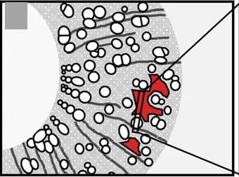 Open access visualization of Illustration, Cell Type Collection, Transverse, Tangential