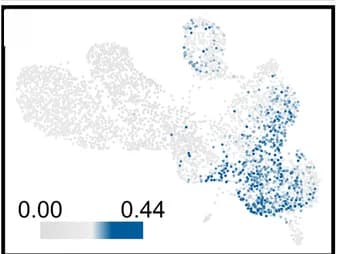 Open access visualization of Scatter Plot, UMAP, Transcriptomic Correlations, Vessel Elements, Single-Cell Transcriptomes