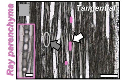 Open access visualization of Microscopy, Transverse Sections, Tangential Sections, P. trichocarpa, Ray Parenchyma Cell