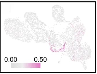 Open access visualization of UMAP, Transcriptomic Correlations, Ray Parenchyma Cells, Single-Cell Transcriptomes