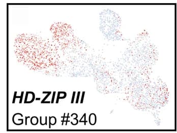 Open access visualization of Scatter Plot, UMAP, Transcript Abundance, HD-ZIP III, Ray Parenchyma Cells