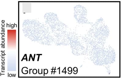 Open access visualization of Scatter Plot, UMAP, Transcript Abundance, ANT, Ray Parenchyma Cells