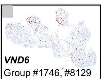 Open access visualization of Scatter Plot, UMAP, Transcript Abundance, VND6, Ray Parenchyma Cells