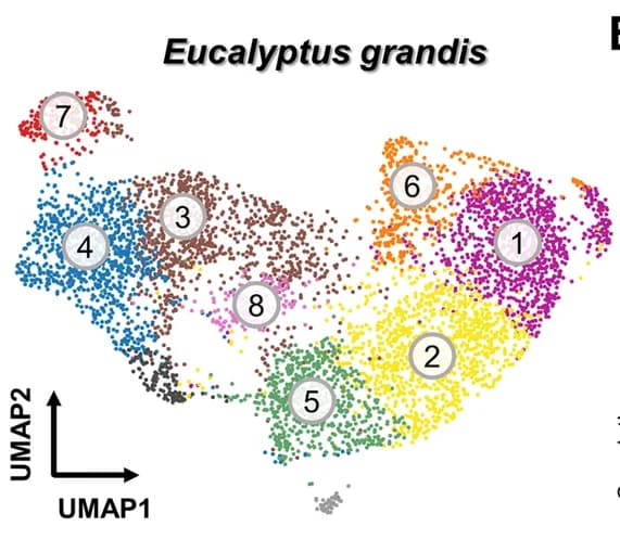 Open access visualization of Scatter Plot, UMAP, K-means Clustering, UMAP Plots, scRNA-seq