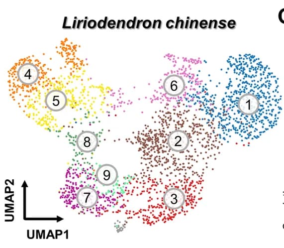 Open access visualization of Scatter Plot, UMAP, K-means Clustering, UMAP Plots, scRNA-seq