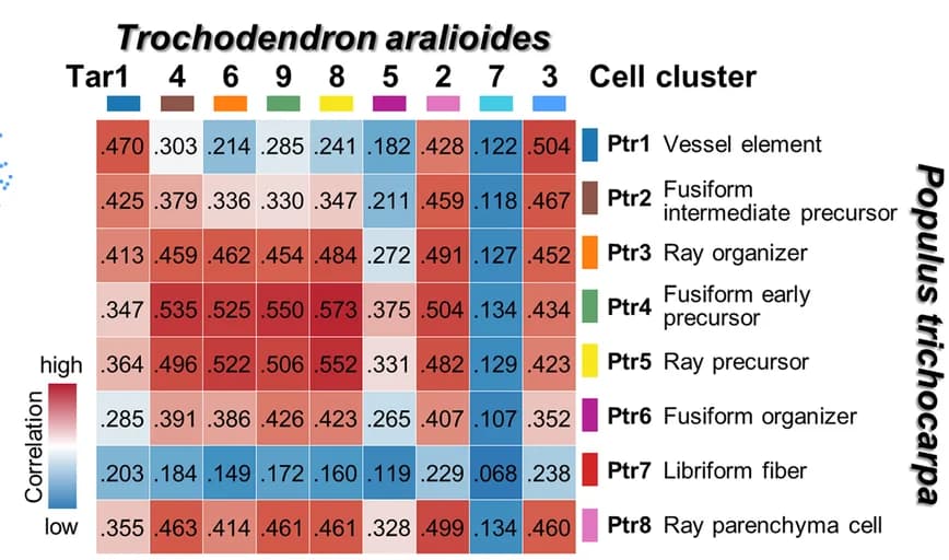 Open access visualization of Heatmap, Pairwise Correlation Analysis, scRNA-seq, P. trichocarpa, T. aralioides