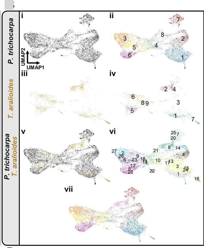 Open access visualization of UMAP, SDX Cells, P. trichocarpa, T. aralioides, K-means Clustering