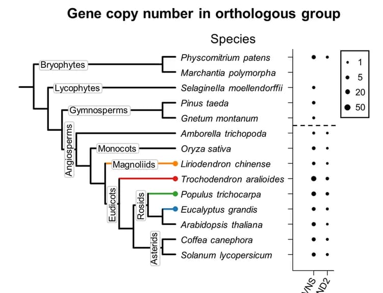 Open access visualization of Scatter Plot, Network, Gene Copy Number, Orthologous Groups, VNS Family