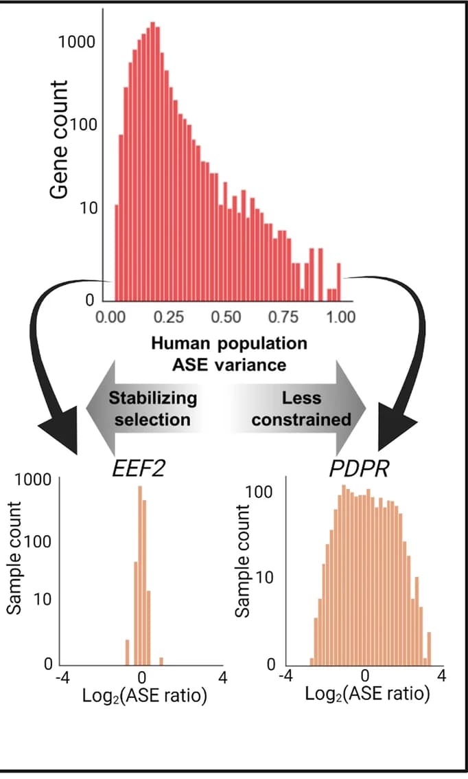 Open access visualization of Histogram, ASE ratio variance, Gene expression, GTEx data, EEF2
