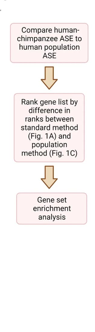 Open access visualization of Workflow, Flowchart, Gene set enrichment analysis, GSEAPY, Human-chimpanzee cortical organoid