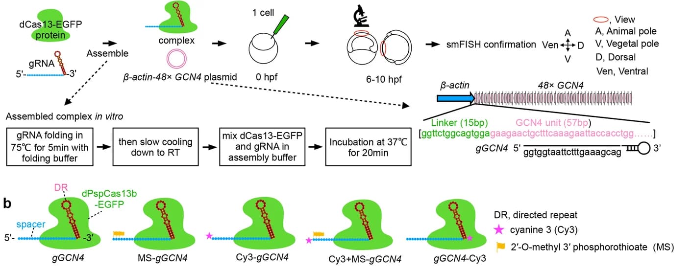 Open access visualization of Workflow, Illustration, CRISPR-dCas13 systems, RNAs, Zebrafish Embryos