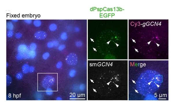 Open access visualization of Microscopy, smFISH, CRISPR-dPspCas13b System, 48× GCN4, Fixed Embryos