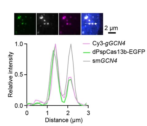 Open access visualization of Line Plot, Microscopy, Fluorescence Intensity, Cy3- gGCN4, dPspCas13b-EGFP
