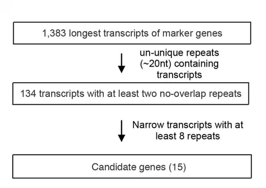 Open access visualization of Workflow, Flowchart, Endogenous Transcripts, dCas13 Targeting, Pipeline