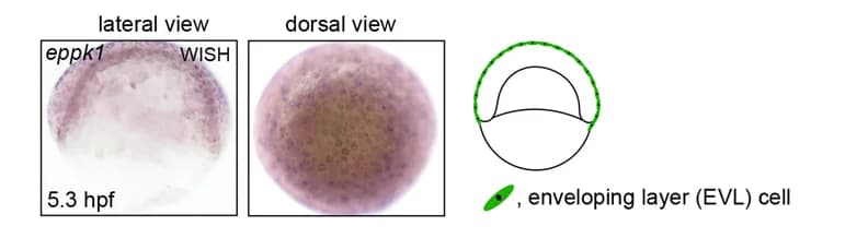 Open access visualization of Microscopy, Illustration, eppk1 Expression, WISH, Lateral View