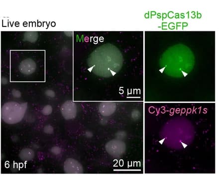 Open access visualization of Microscopy, CRISPR-dPspCas13b System, eppk1, Live Embryos, Colocalization