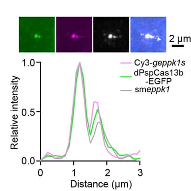 Open access visualization of Line Plot, Microscopy, Fluorescence Intensity, Colocalization, Cy3-geppk1s