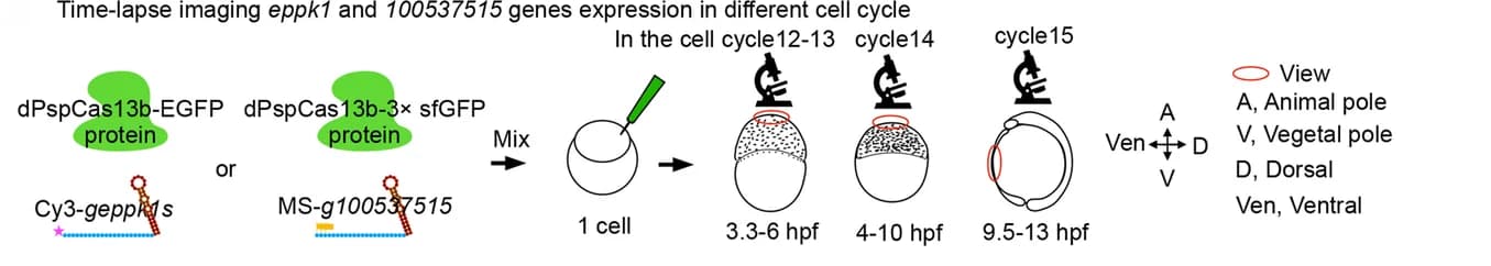 Open access visualization of Workflow, Illustration, Time-Lapse Imaging, Gene Expression, Cell Cycle