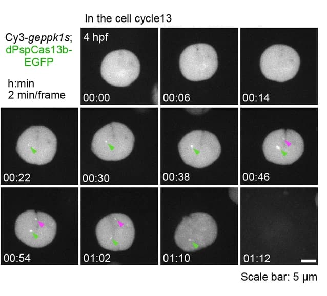 Open access visualization of Microscopy, De Novo Transcription, Gene Tracking, Cell Cycle