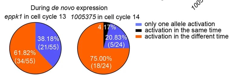 Open access visualization of Pie Chart, De Novo Transcription, Cell Cycle, Gene Expression, Statistical Analysis