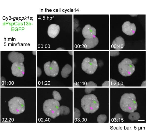 Open access visualization of Microscopy, dPspCas13b-EGFP, eppk1, Cy3-geppk1s, EVL