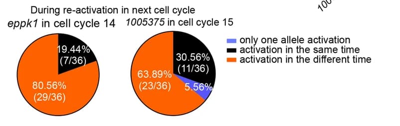 Open access visualization of Pie Chart, Post-mitotic transcription, EVL Cells, eppk1, 100537515