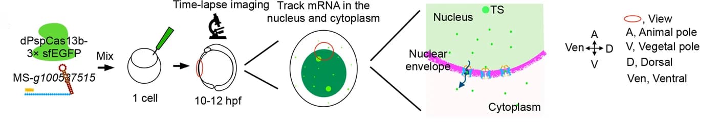 Open access visualization of Workflow, Illustration, CRISPR, mRNP, Nucleus