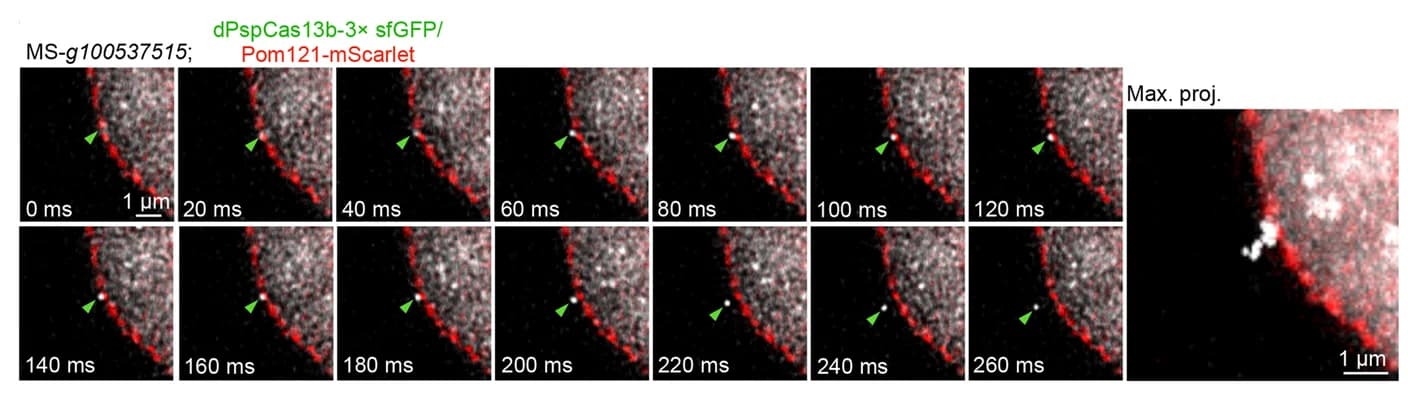 Open access visualization of Microscopy, mRNP, Export, Nuclear Pore Complexes, Time Projection