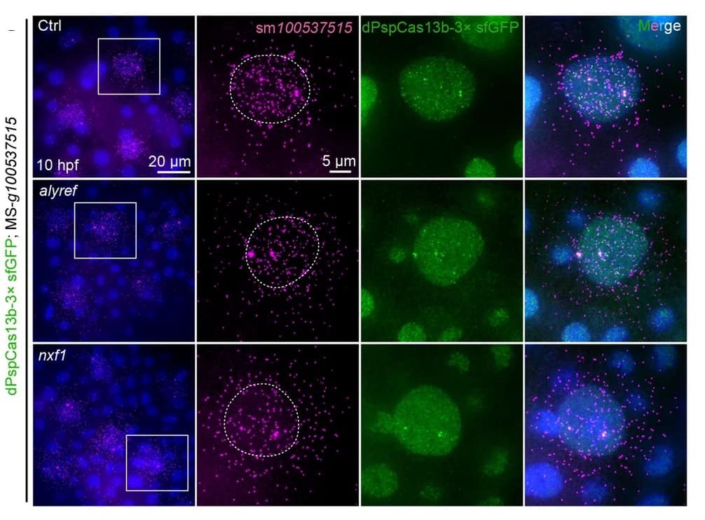 Open access visualization of Microscopy, Alyref, Nxf1, mRNP, Export