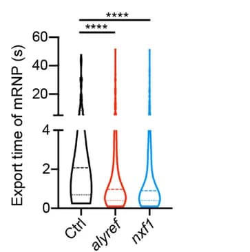 Open access visualization of Violin Plot, Alyref, Nxf1, mRNP, Export Time