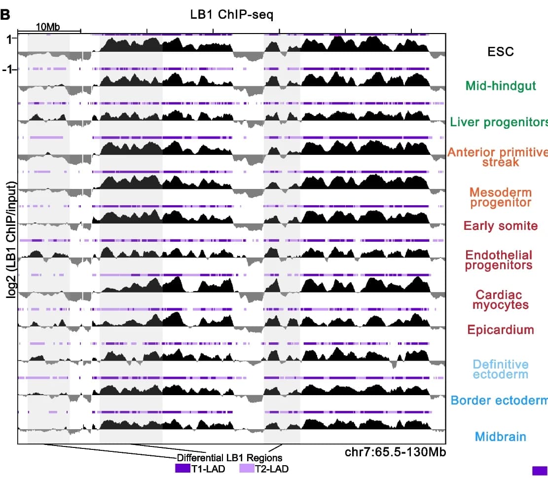 Open access visualization of Line Plot, LB1 Occupancy, LAD State, Cell Types, T1-LADs